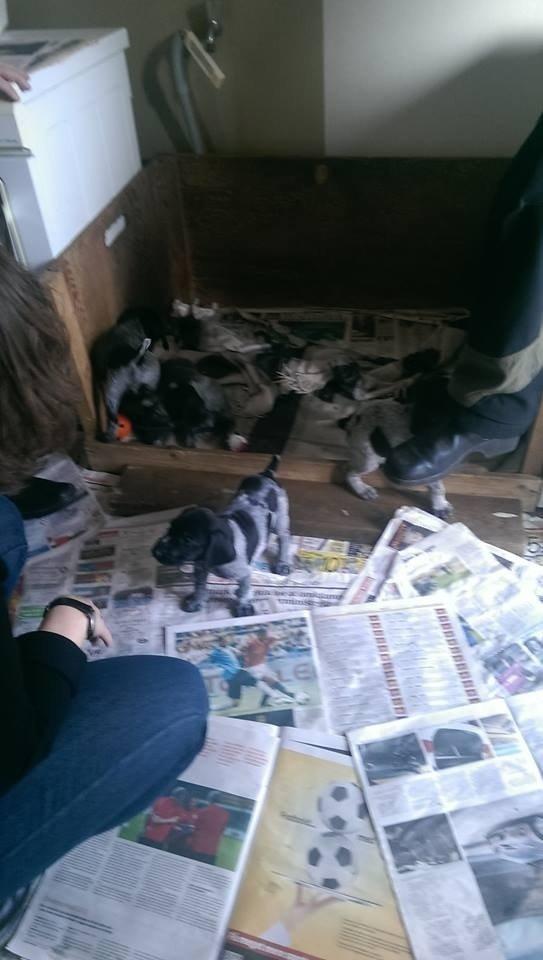 Ruhåret hønsehund Hjortlunds Eiko - Hej allesammen. ;) Eiko er den der står helt ude af kassen. Foto: Mig. billede 21