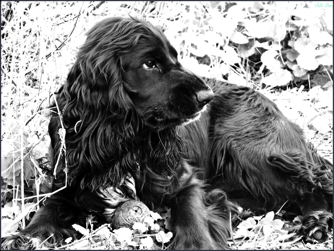 Cocker spaniel Koma billede 30