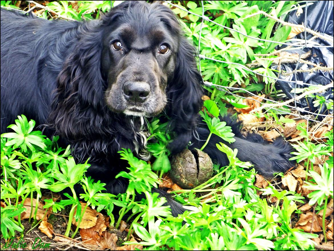Cocker spaniel Koma - Koma og nogle lækre grønne farver :-) billede 29