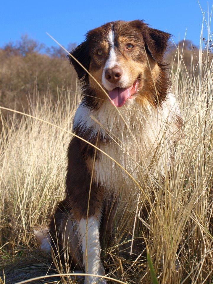 Australian shepherd Kaos billede 1
