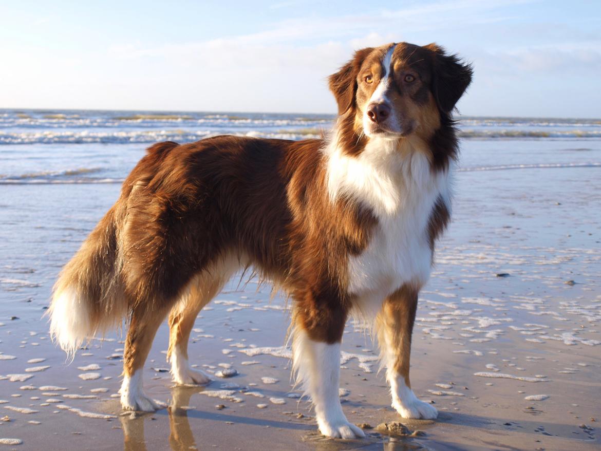 Australian shepherd Kaos billede 2