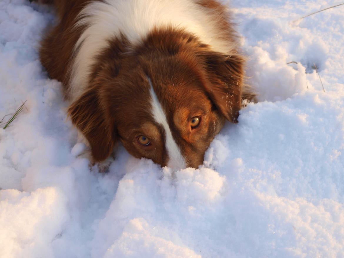 Australian shepherd Kaos billede 3