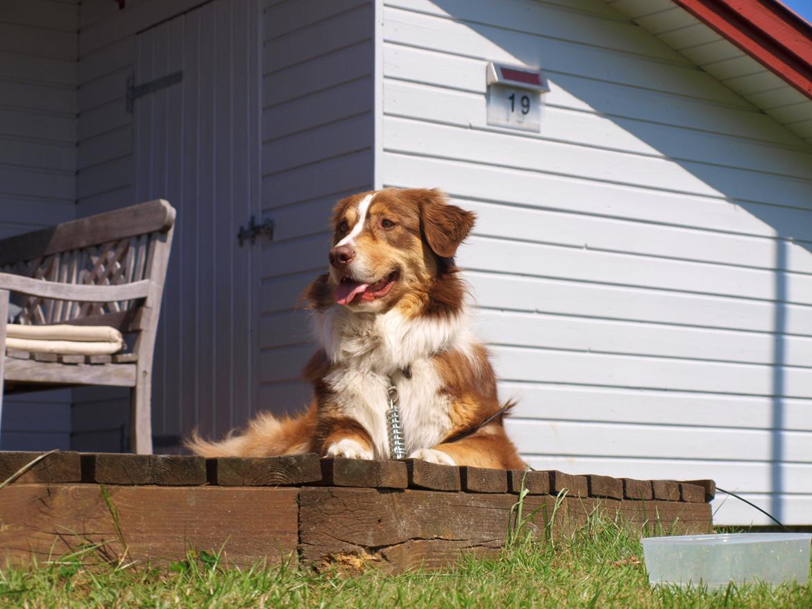 Australian shepherd Kaos billede 4