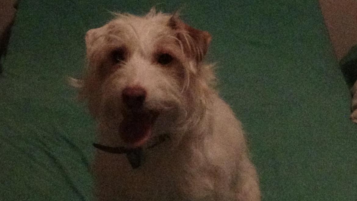 Jack russell terrier Coco billede 35