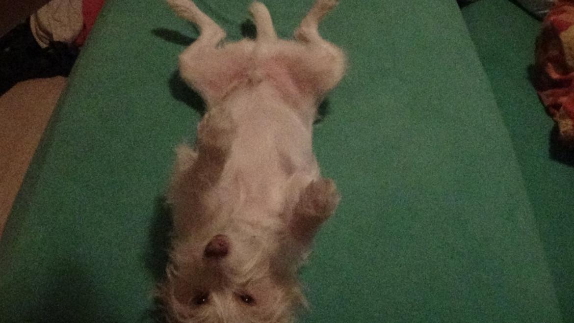 Jack russell terrier Coco billede 36