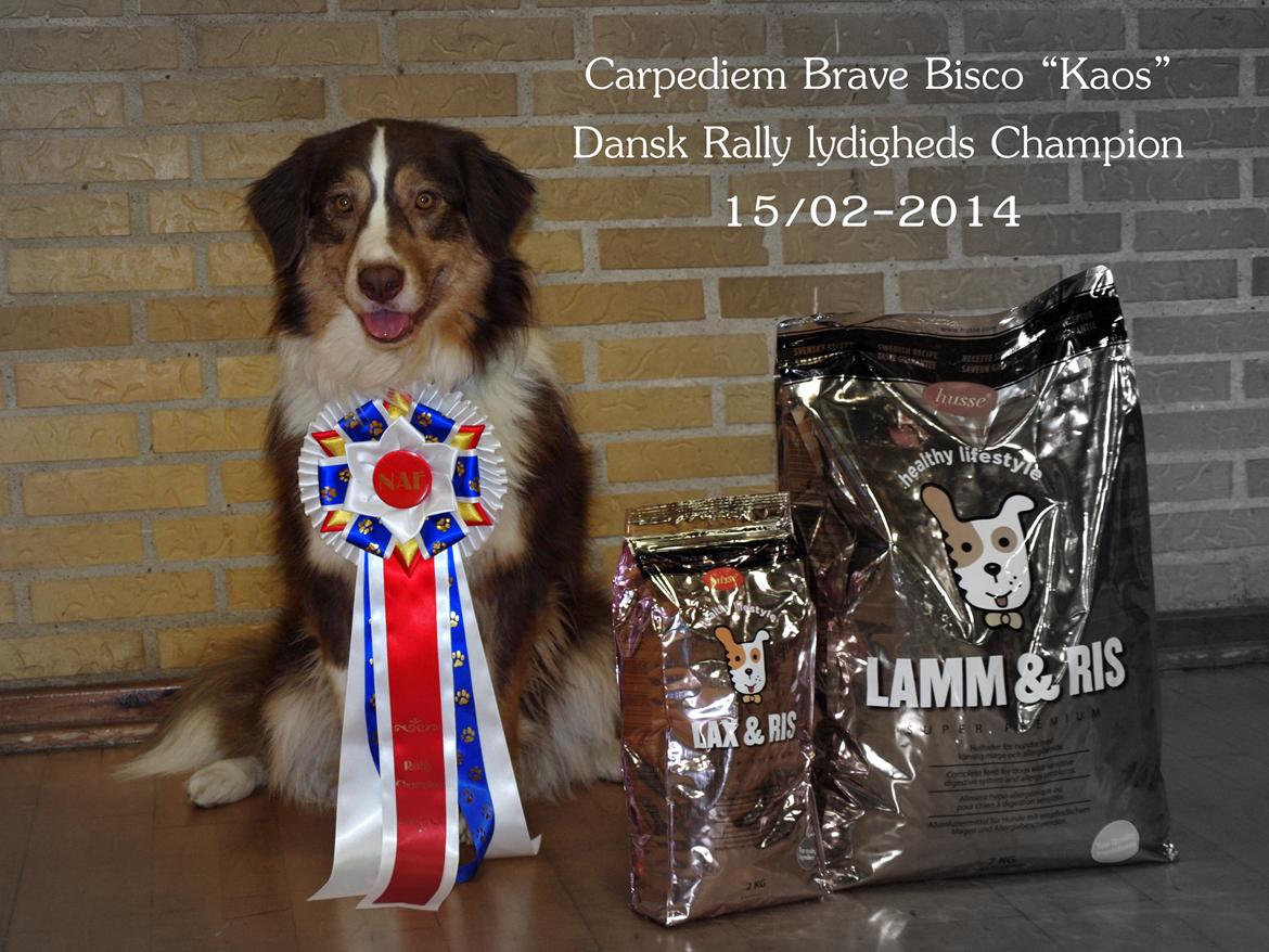 Australian shepherd Kaos billede 5