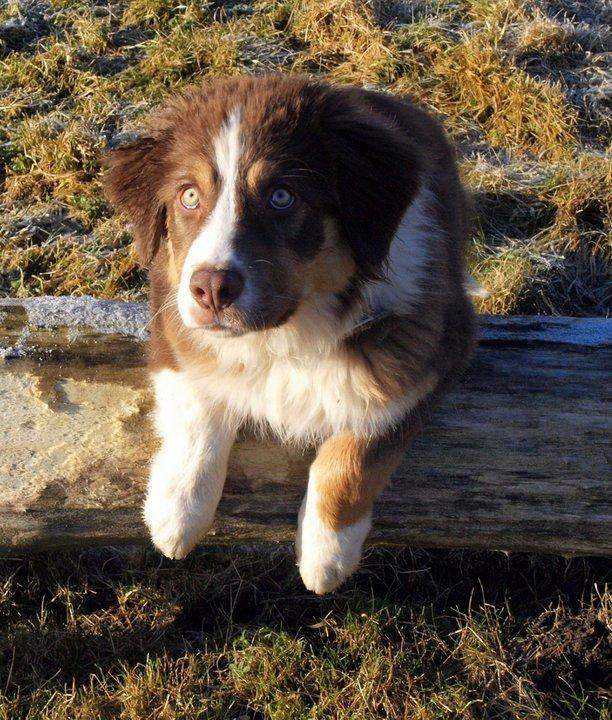 Australian shepherd Kaos billede 6