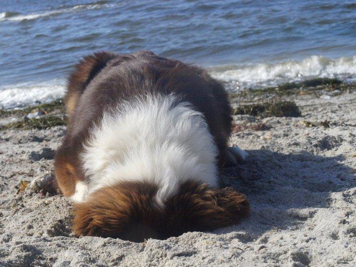 Australian shepherd Kaos billede 7