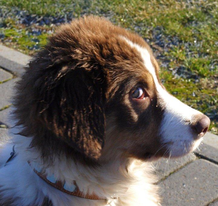 Australian shepherd Kaos billede 8