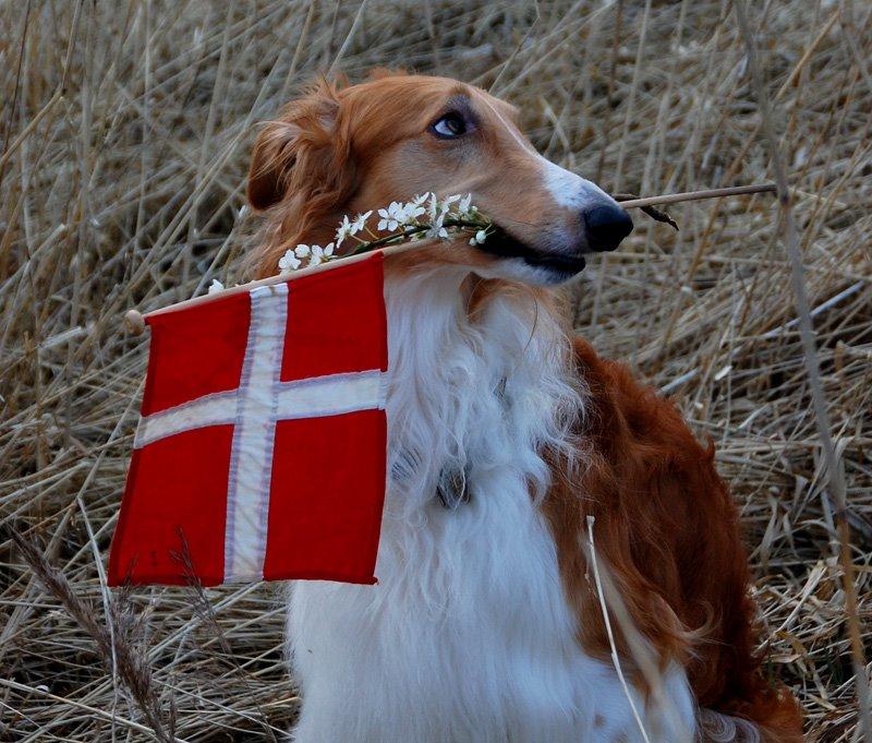 Borzoi - Kashmir 'Wild wind of Russia' billede 20