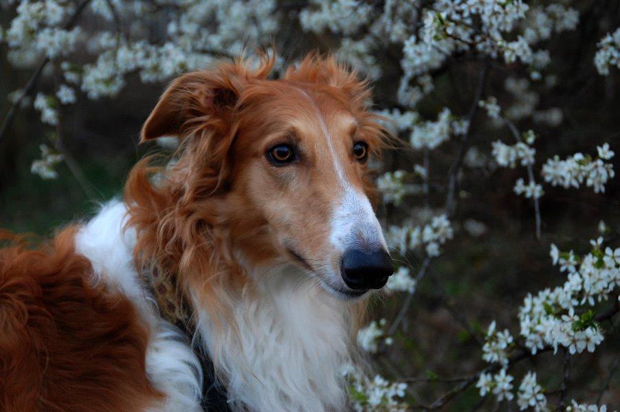 Borzoi - Kashmir 'Wild wind of Russia' billede 26