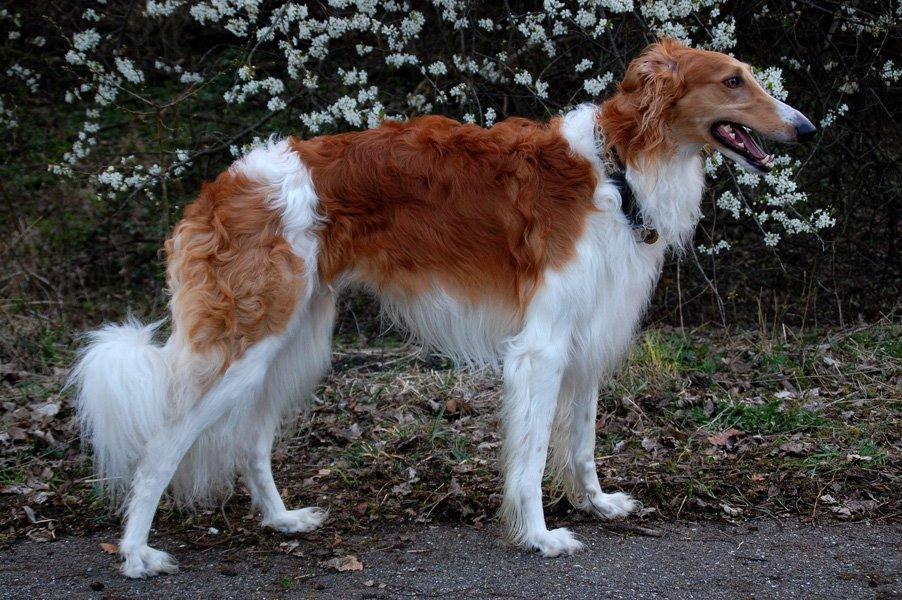 Borzoi - Kashmir 'Wild wind of Russia' billede 13