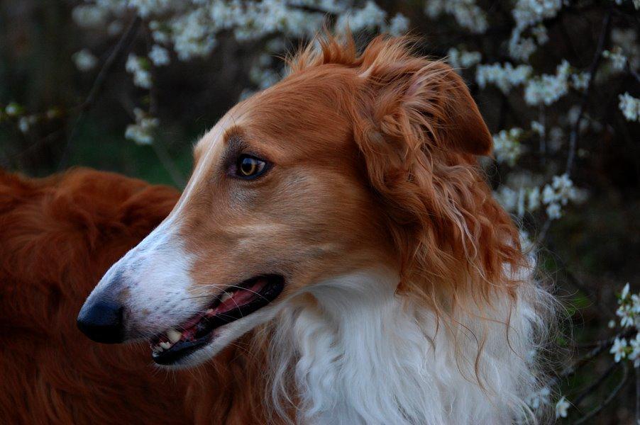 Borzoi - Kashmir 'Wild wind of Russia' billede 31