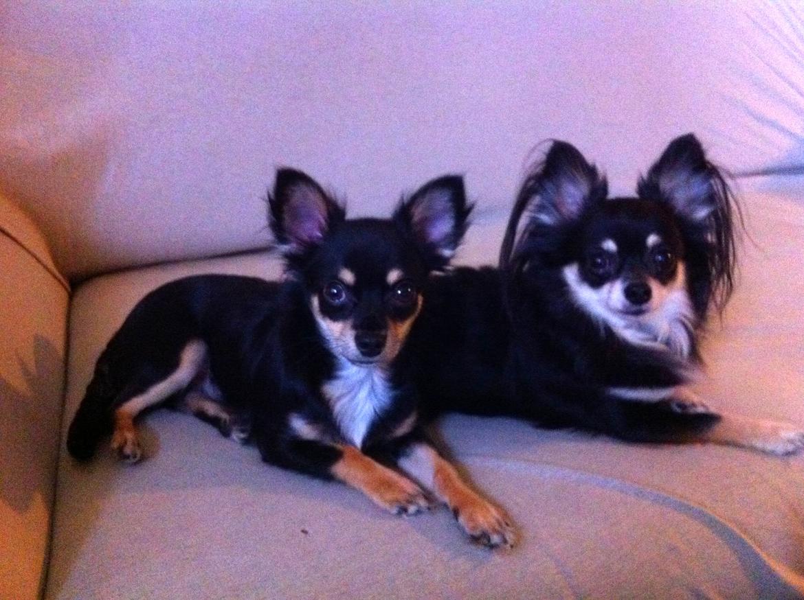 Chihuahua R.I.P Pago Pjevsen - Paco og hans bedsteven billede 25