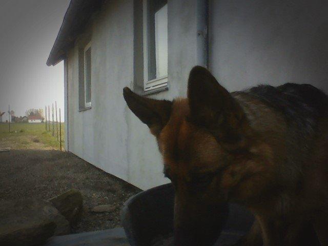 Schæferhund Ara - Efter springtræning med Ara :) billede 6