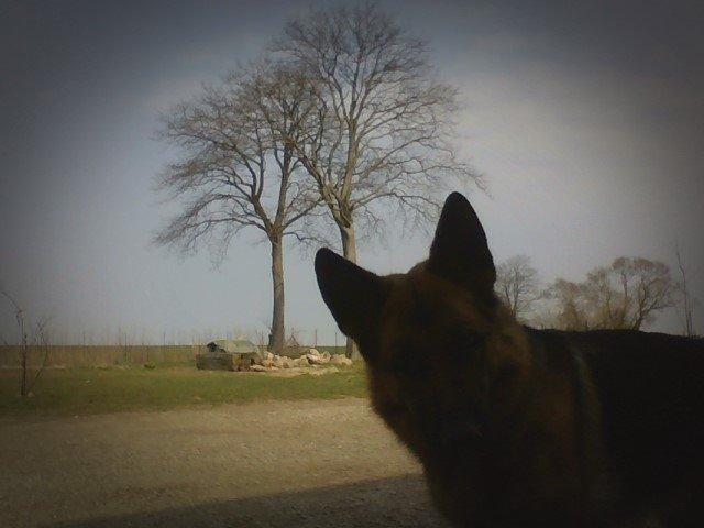 Schæferhund Ara - Efter springtræning med Ara :) billede 7