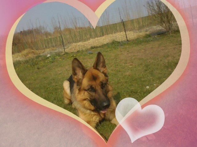 Schæferhund Ara - I <3 Ara!! (Jeg ramte vidst ikke helt, så Ara var i midten af hjertet!) billede 8