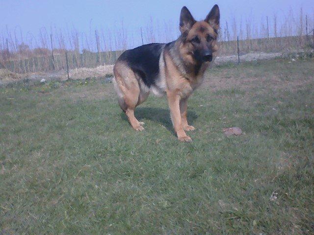 Schæferhund Ara - Hvad sagde du? :P billede 9