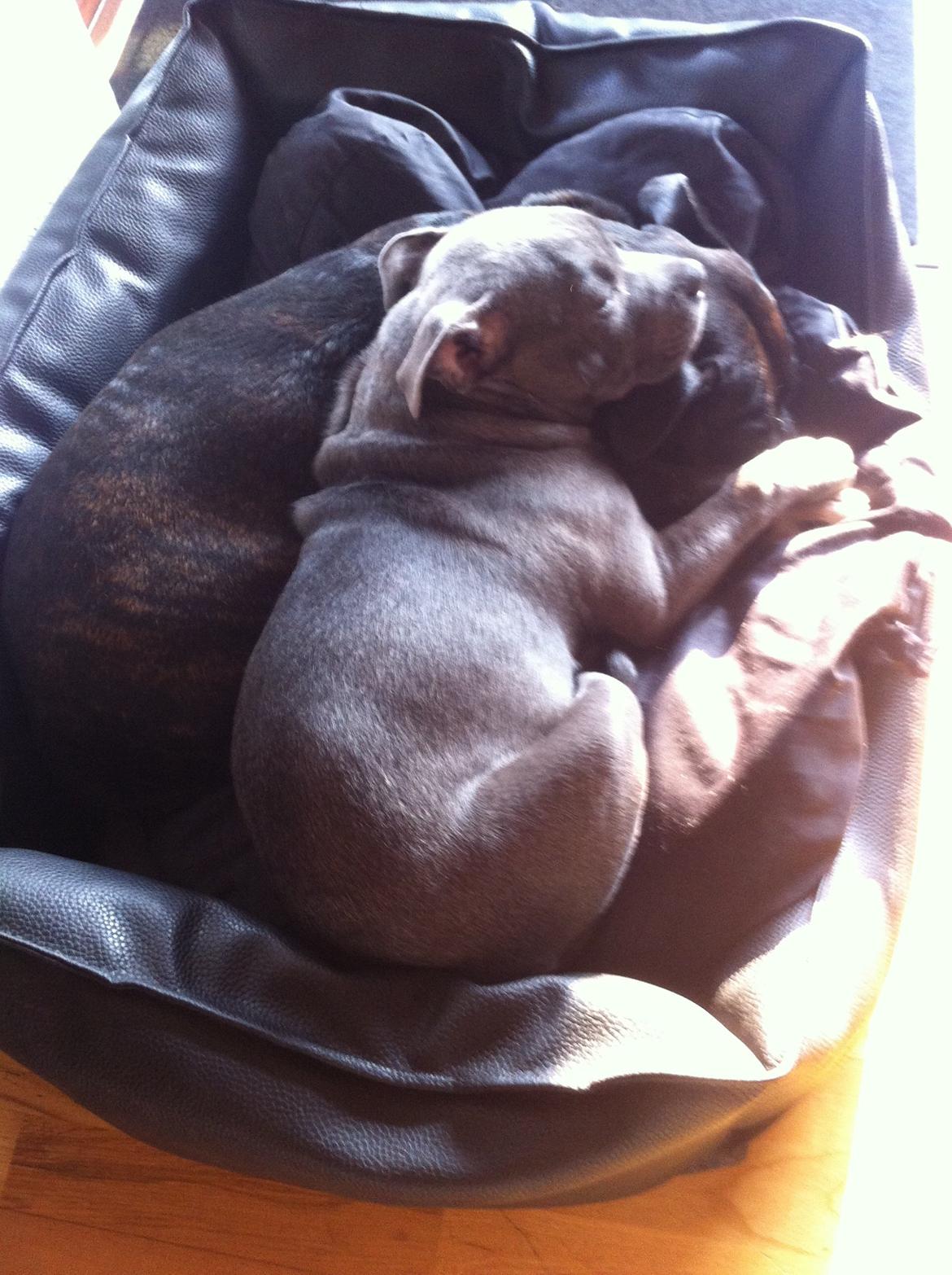 Staffordshire bull terrier Herman billede 14