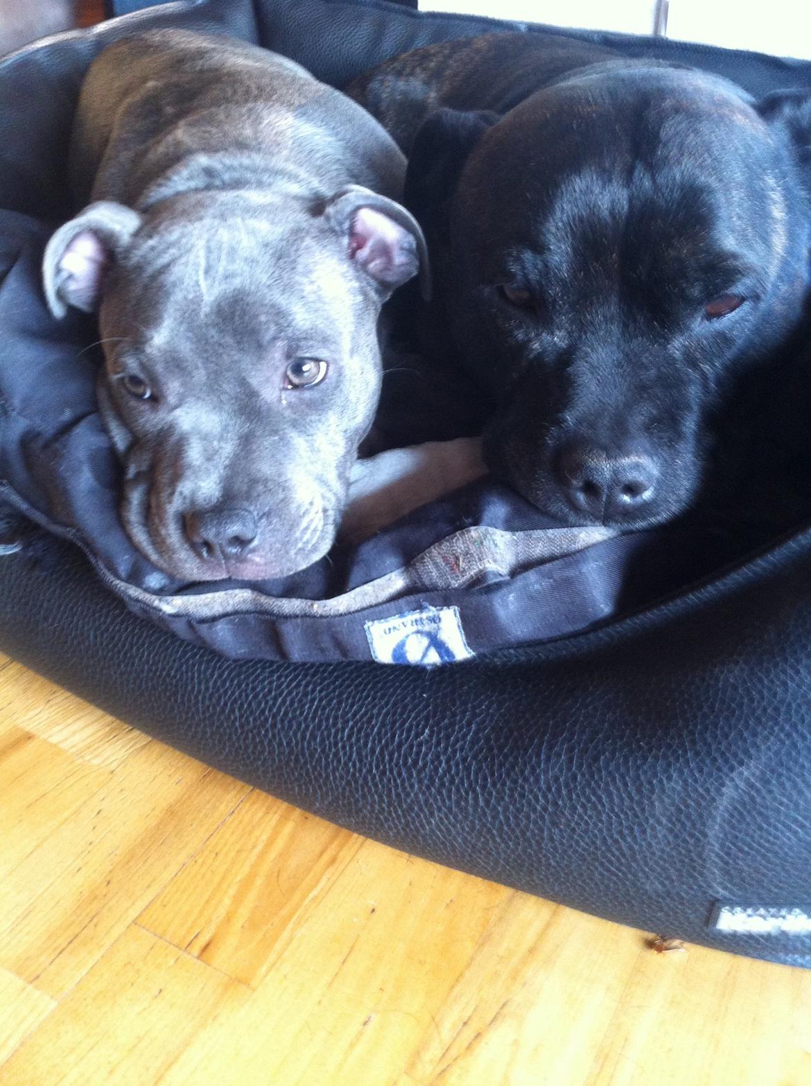 Staffordshire bull terrier Herman billede 15