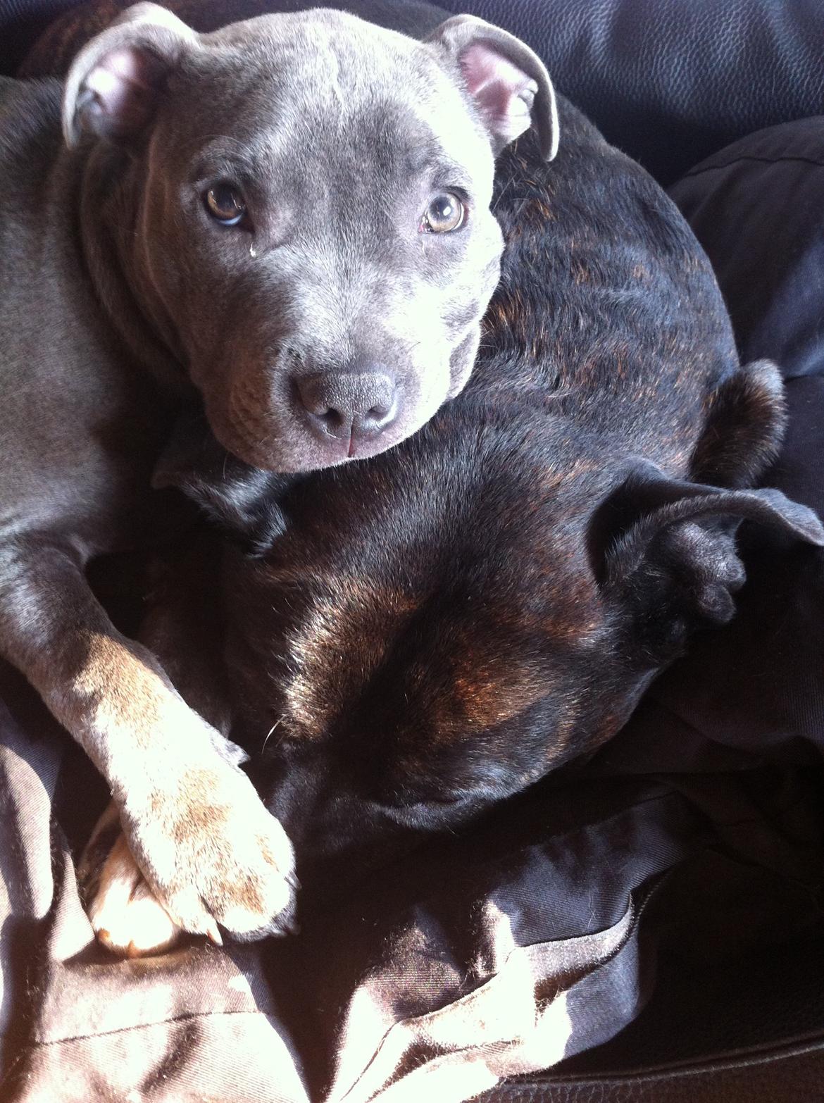 Staffordshire bull terrier Herman billede 16