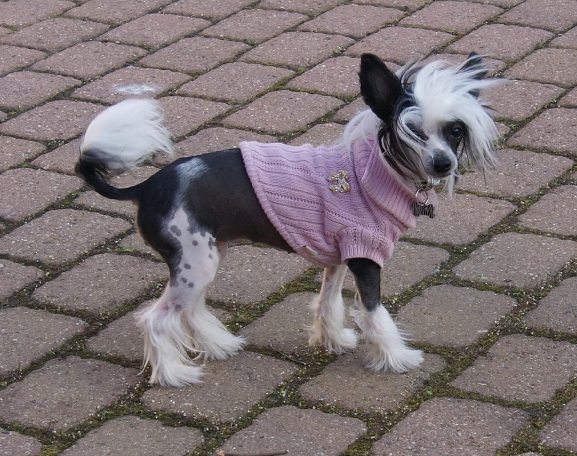 Chinese crested hårløs @ Mulan billede 4