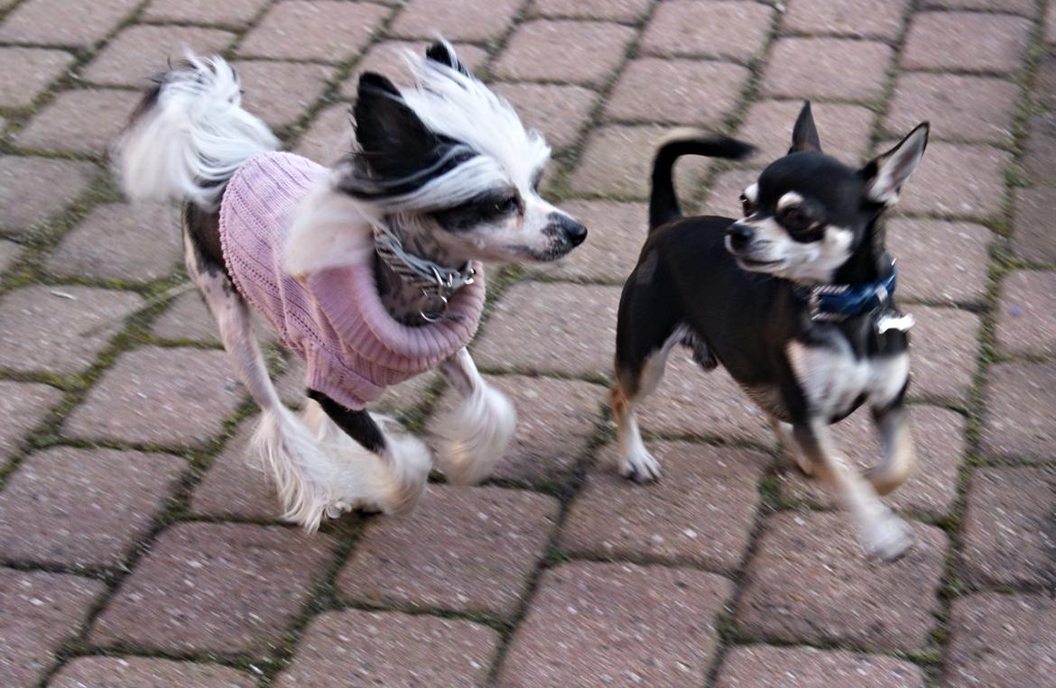 Chinese crested hårløs @ Mulan billede 18