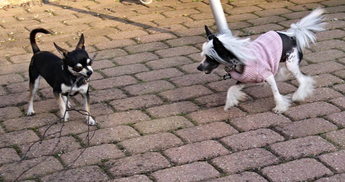 Chinese crested hårløs @ Mulan billede 26