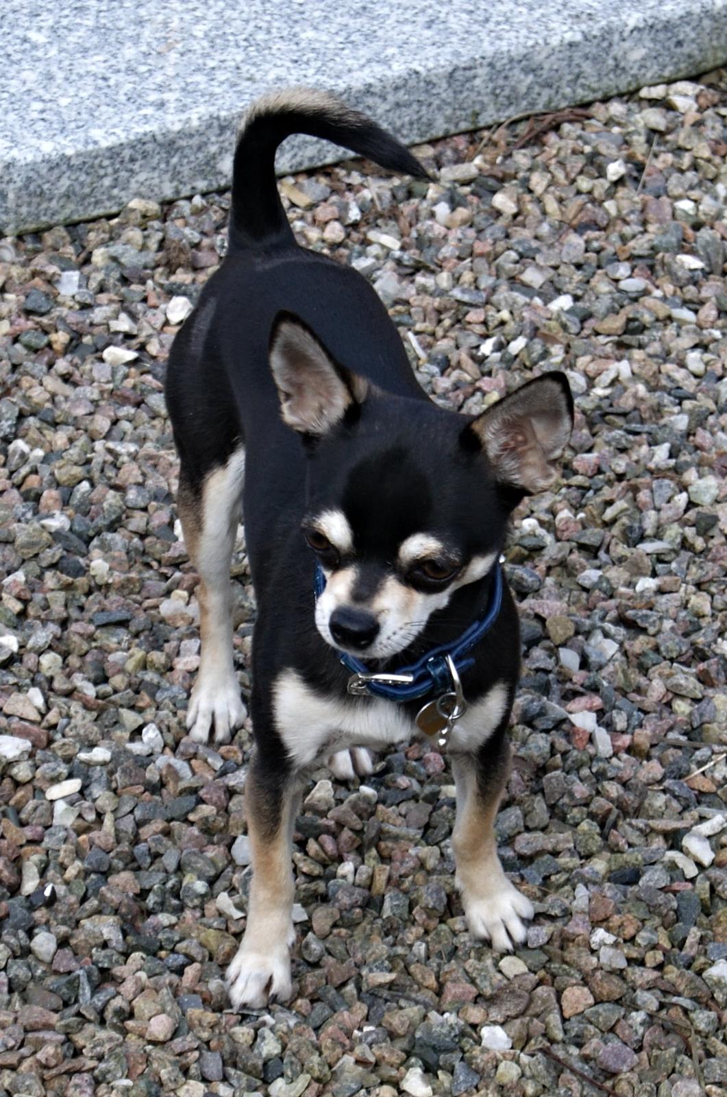 Chihuahua @ Kenai billede 20