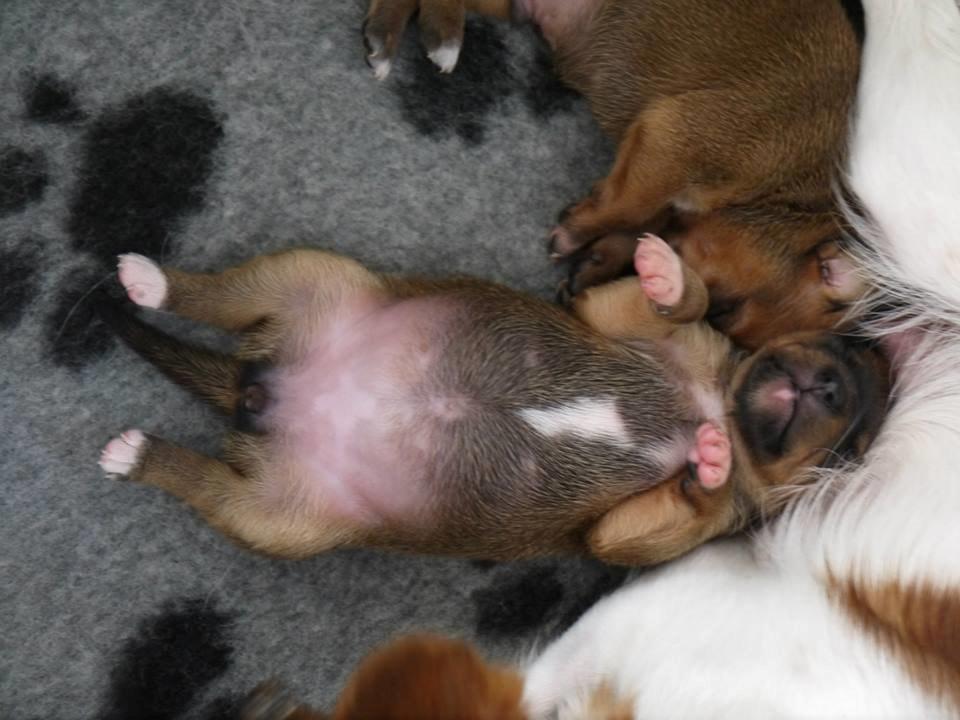 Blanding af racer Dipsy - Mæt og træt :D billede 28