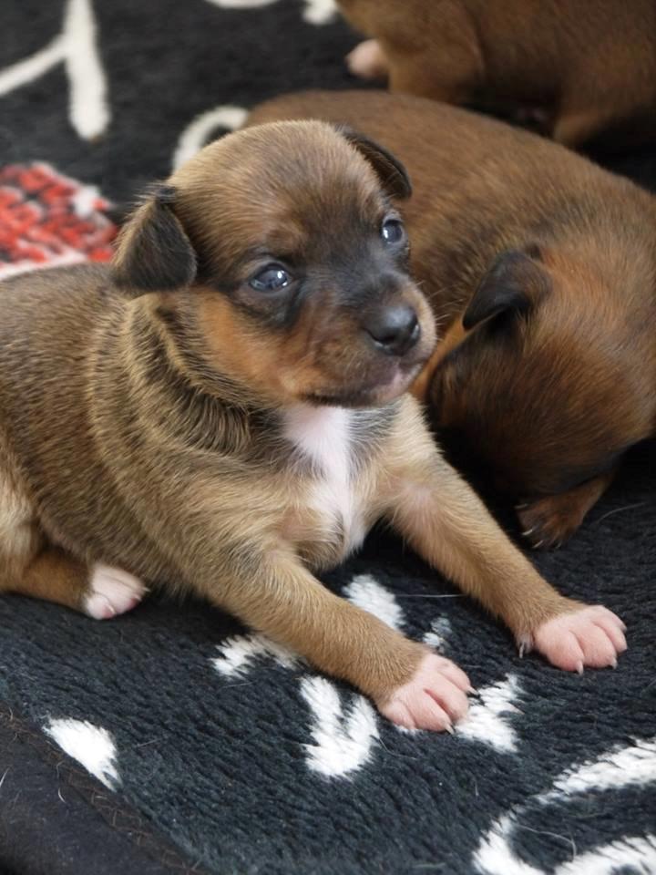 Blanding af racer Dipsy - Dipsy næsten 3 uger. billede 13