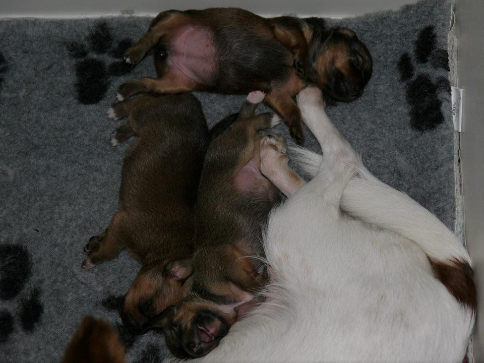 Blanding af racer Dipsy - Livsnydere :D billede 35