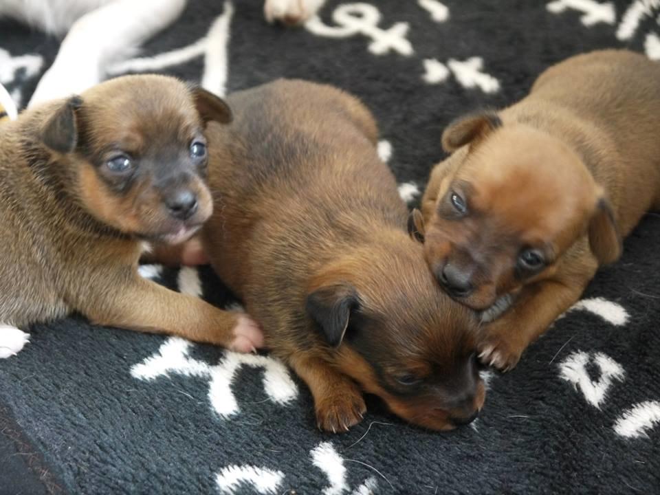 Blanding af racer Dipsy billede 36