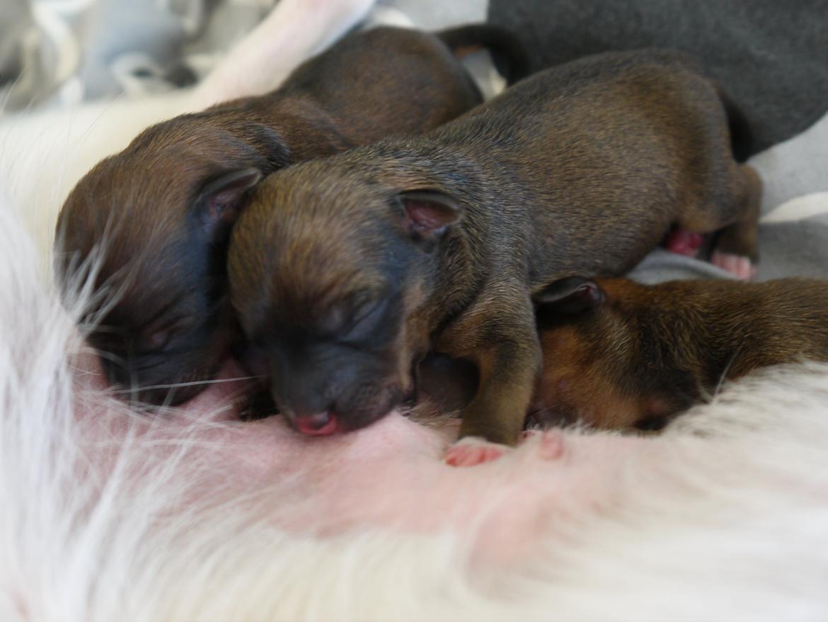 Blanding af racer Dipsy - 1 dag gammel. billede 37