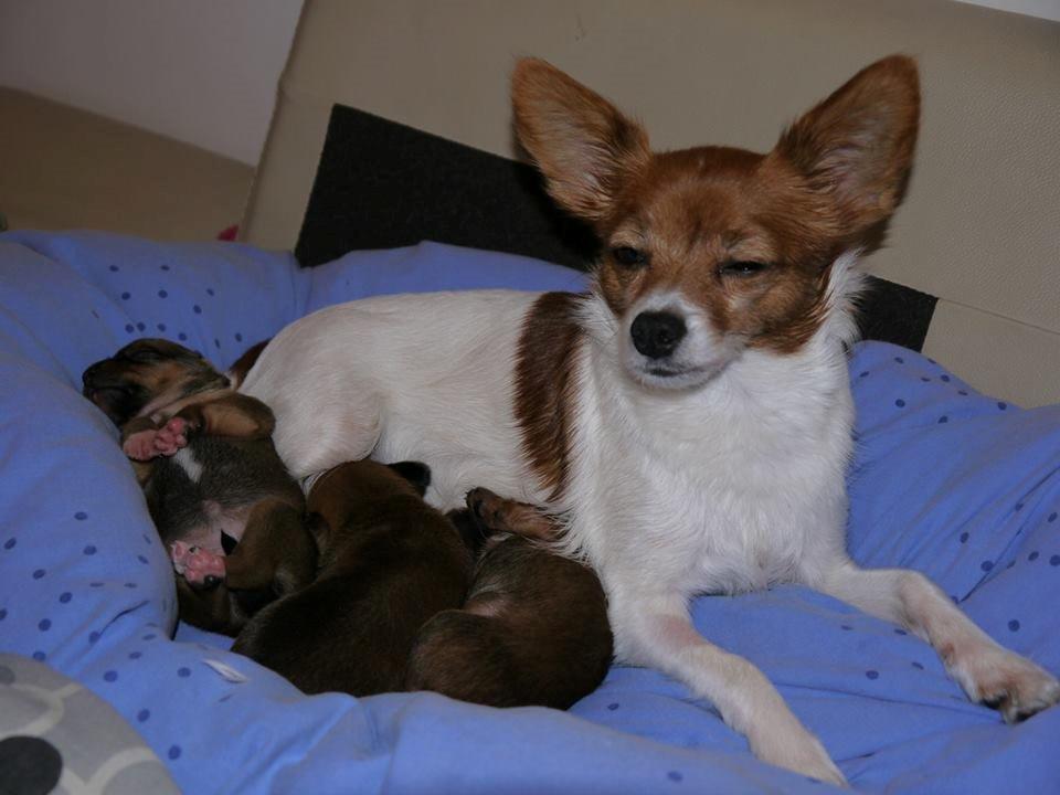 Blanding af racer Dipsy - Mor ser ikk så heldig ud her. Men jeg ligger ude i hjørnet og slår mave :) billede 34