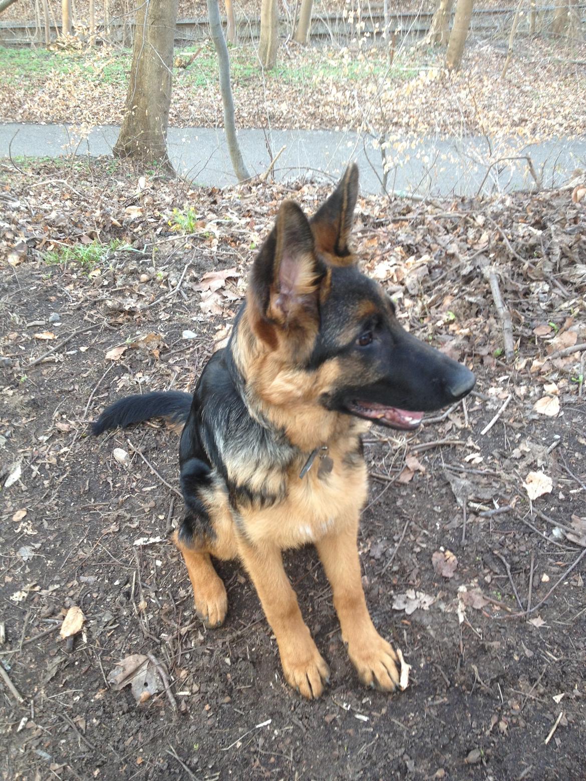 Schæferhund Tyson billede 16