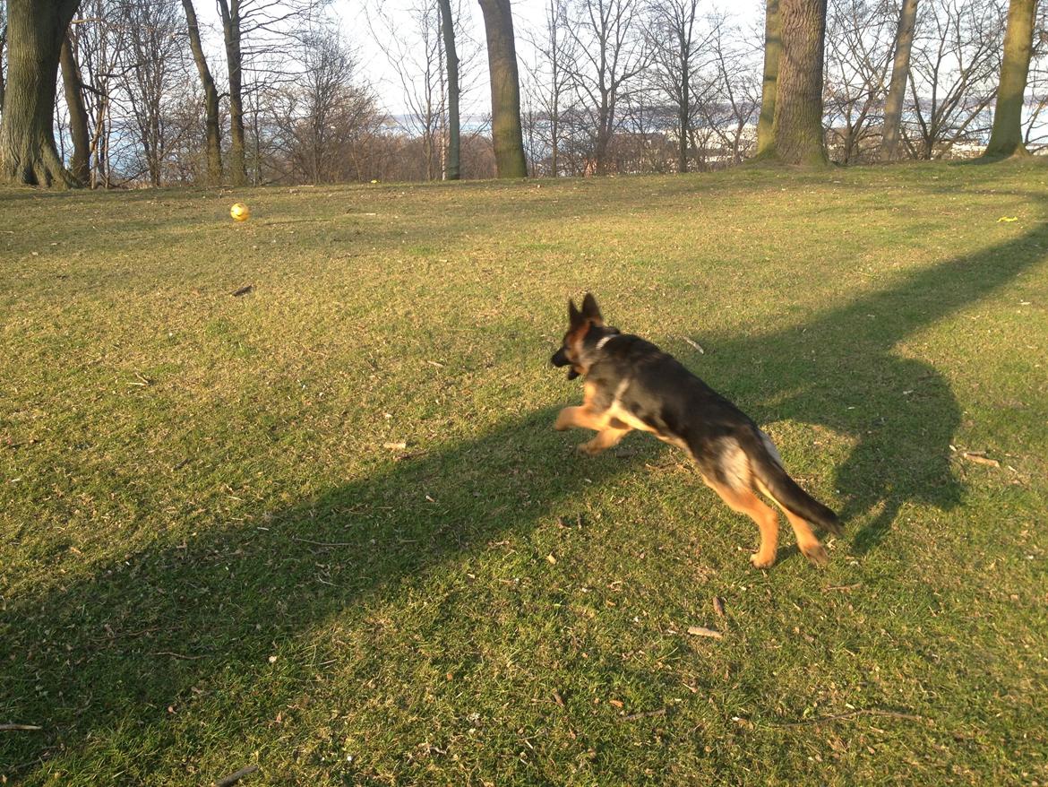 Schæferhund Tyson billede 17