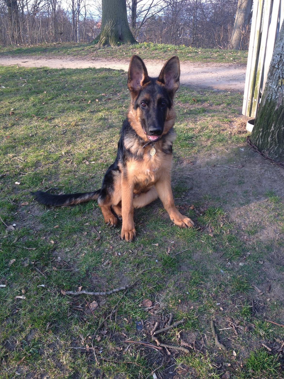 Schæferhund Tyson billede 18