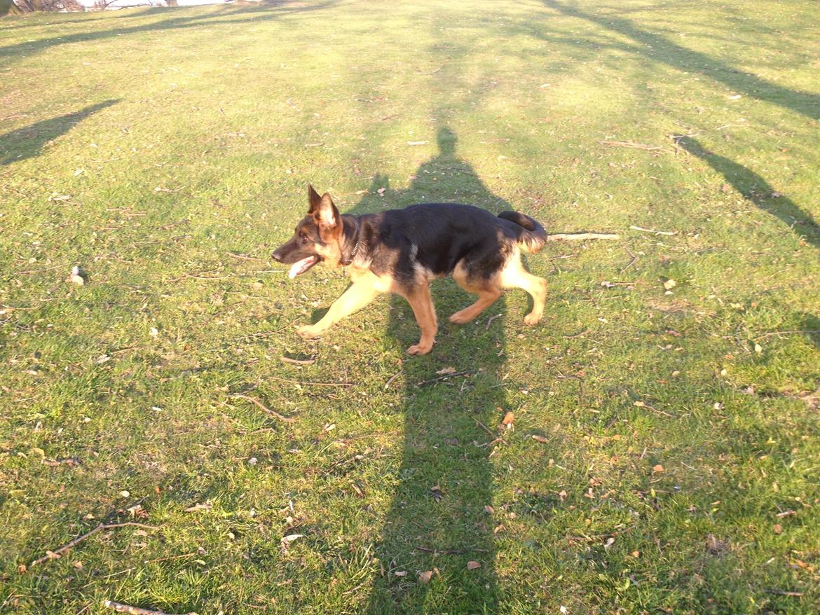 Schæferhund Tyson billede 19