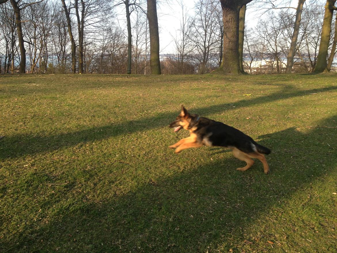 Schæferhund Tyson billede 21