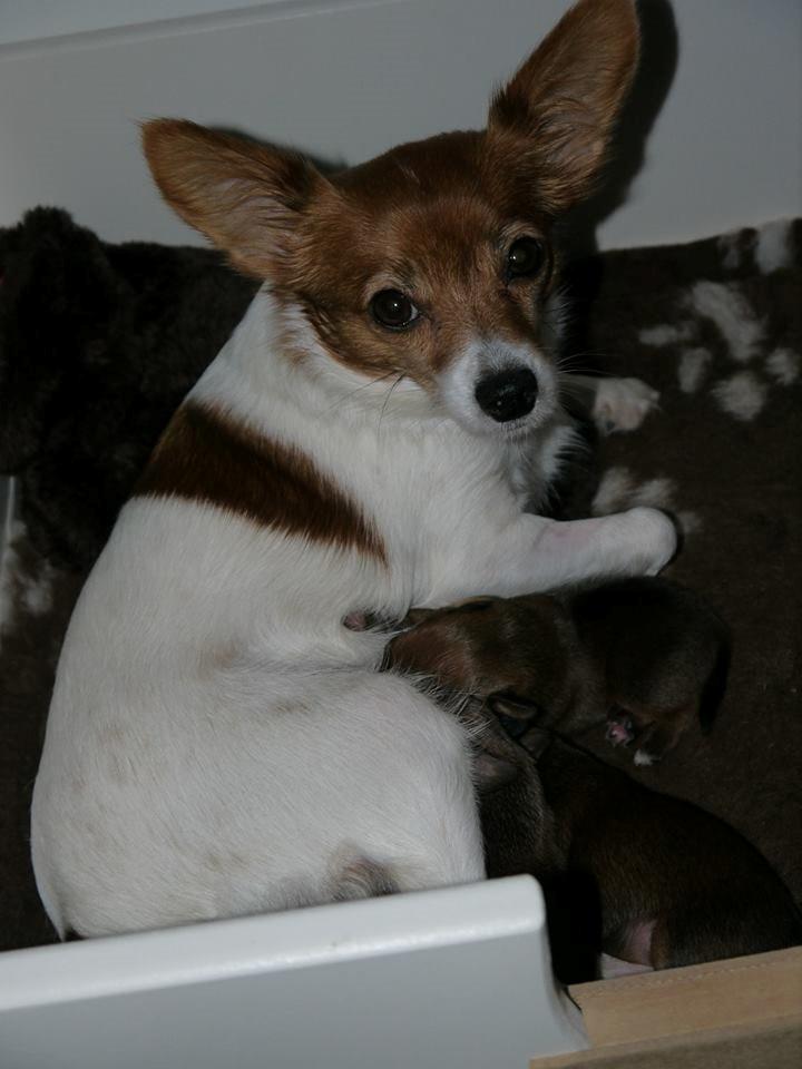 Blanding af racer Poe billede 41