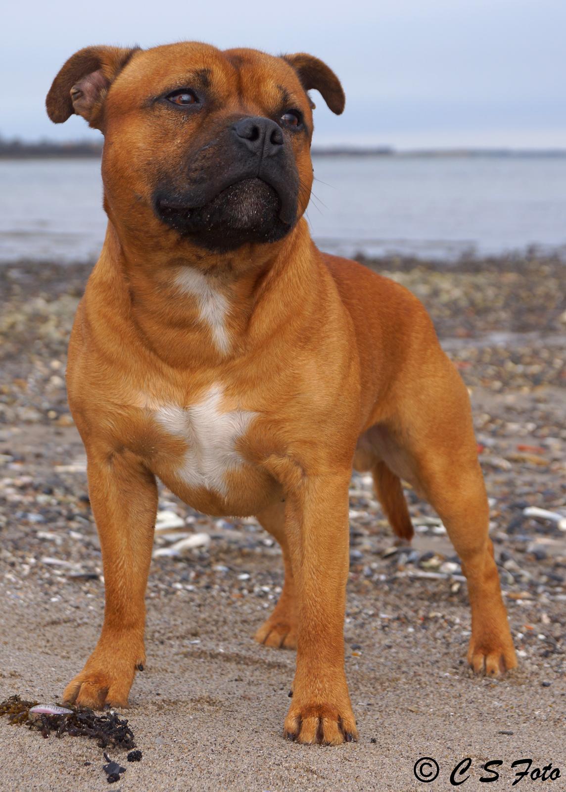 Staffordshire bull terrier Cooper billede 23