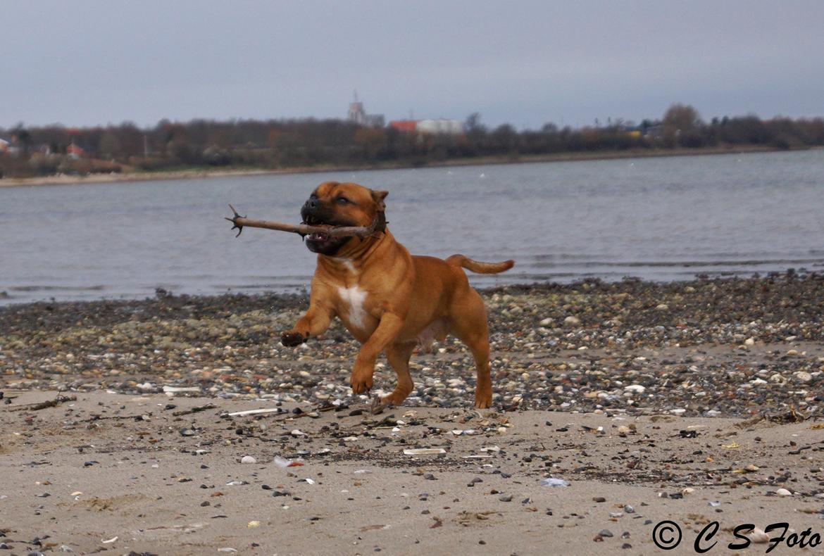 Staffordshire bull terrier Cooper billede 24