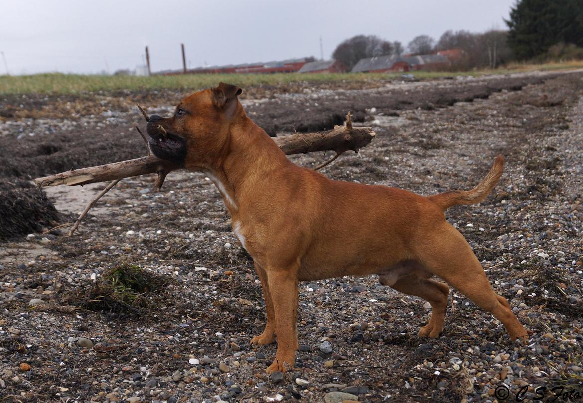 Staffordshire bull terrier Cooper billede 28