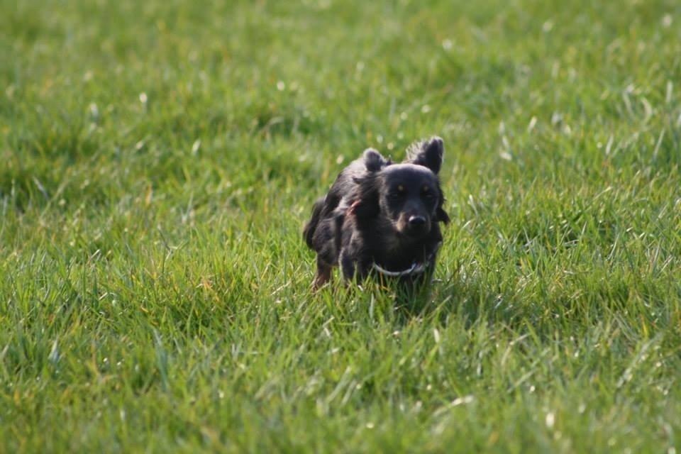 Blanding af racer Tessi billede 29