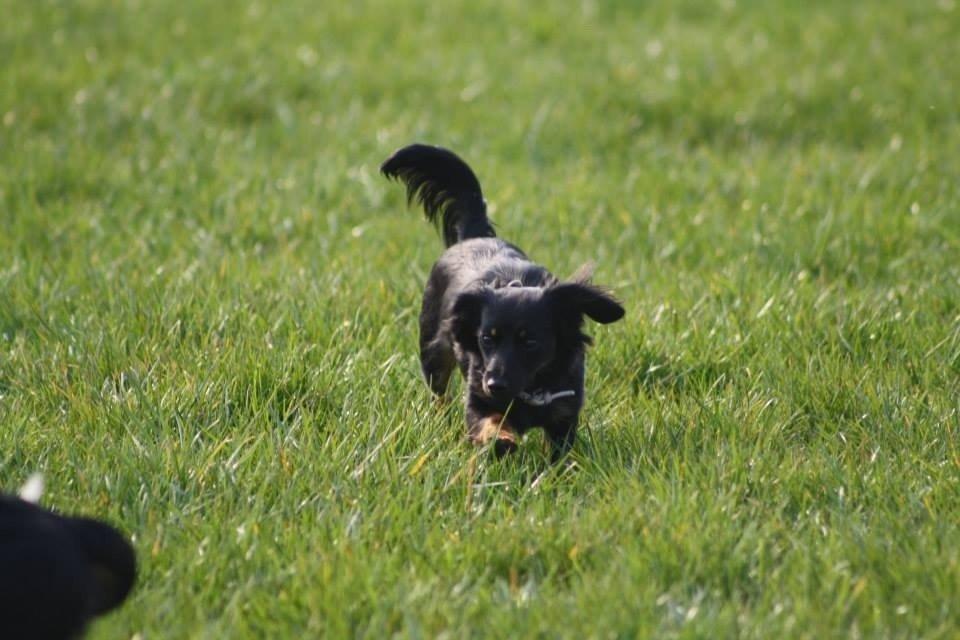 Blanding af racer Tessi billede 33