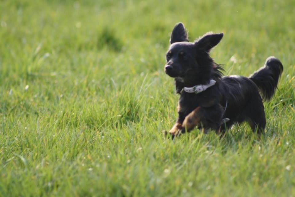 Blanding af racer Tessi billede 15