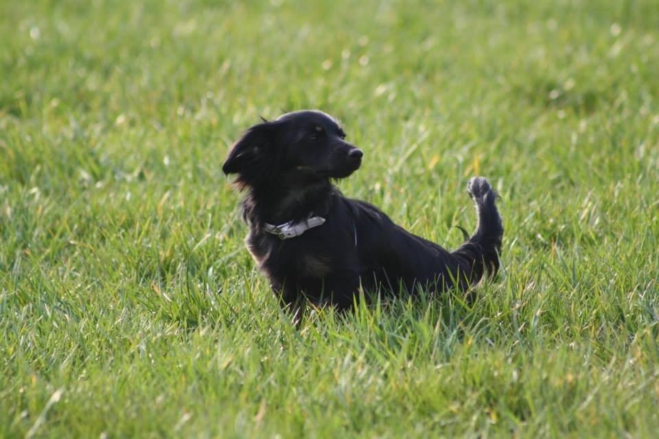 Blanding af racer Tessi billede 17