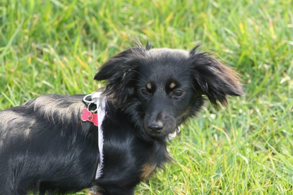 Blanding af racer Tessi billede 38