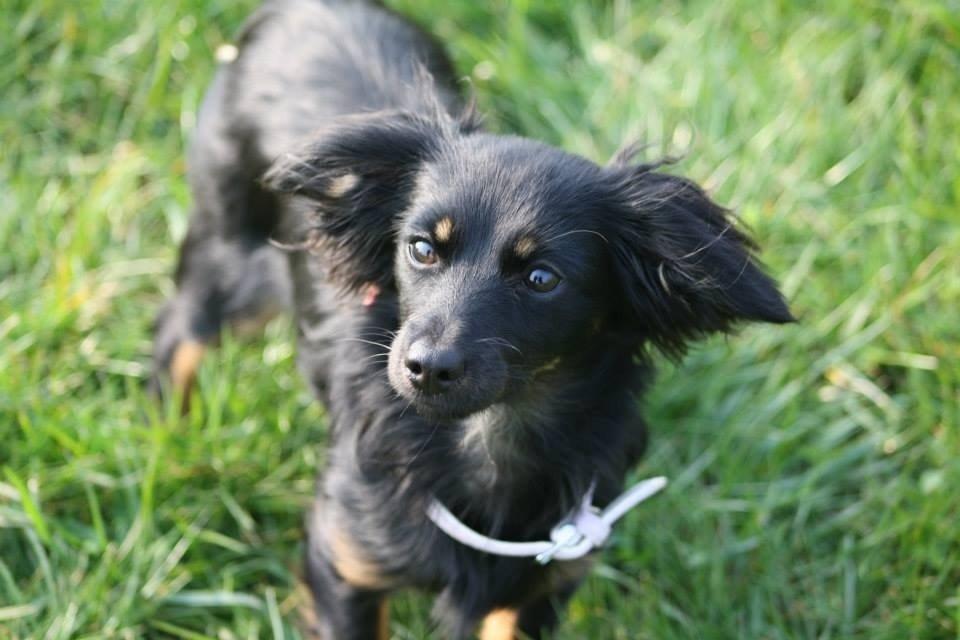 Blanding af racer Tessi billede 1